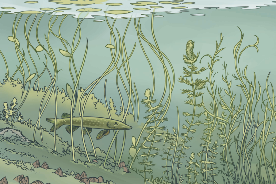 Les rives naturelles du Léman
