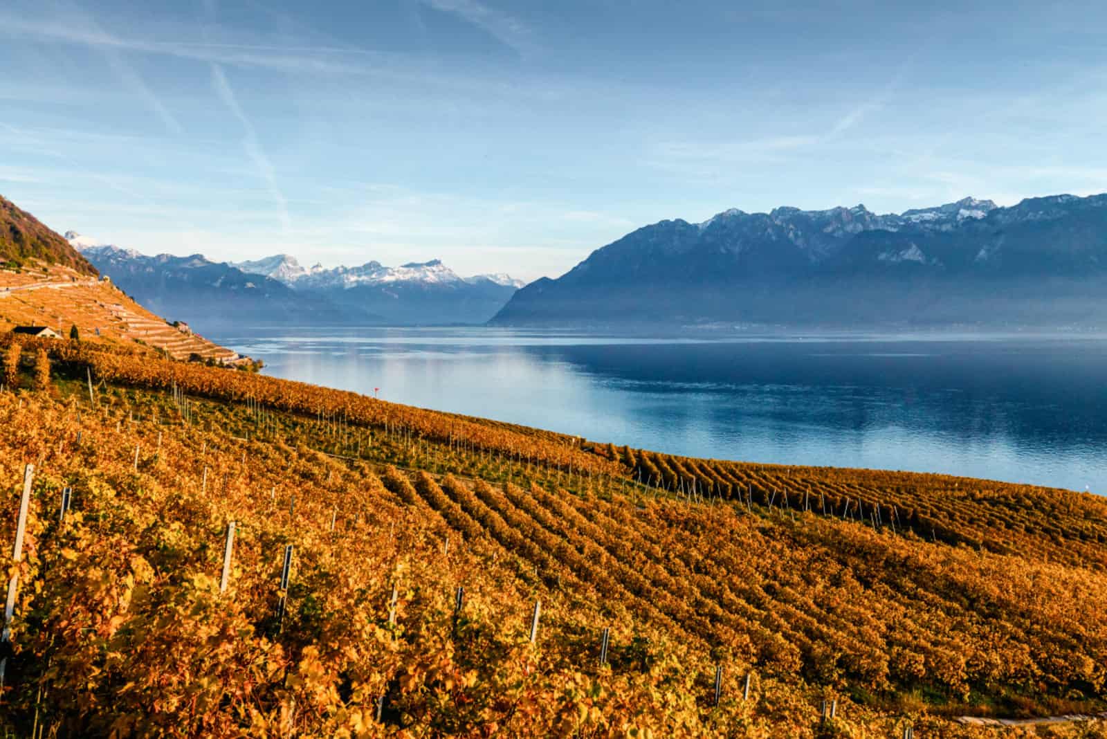 Lavaux Automne