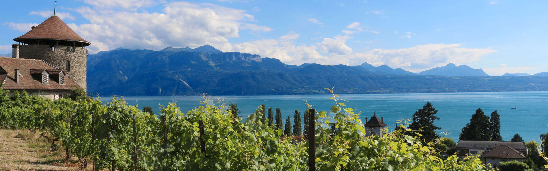 Vignes_credit_L_Bonjour(2)